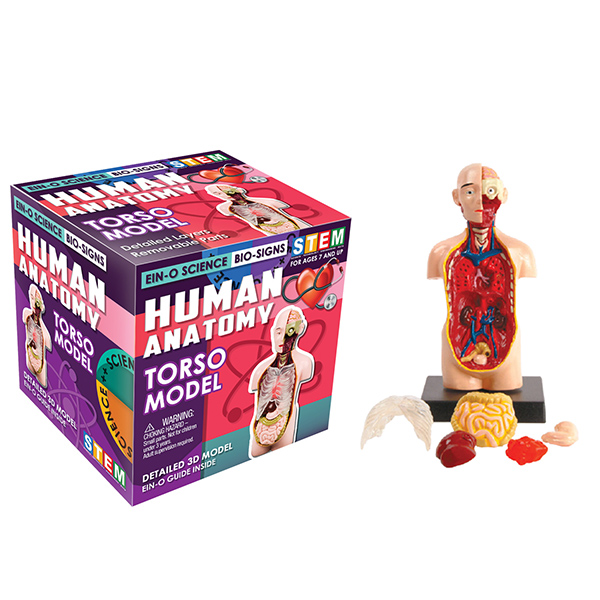 Human Anatomy: Teeth & Gum Model